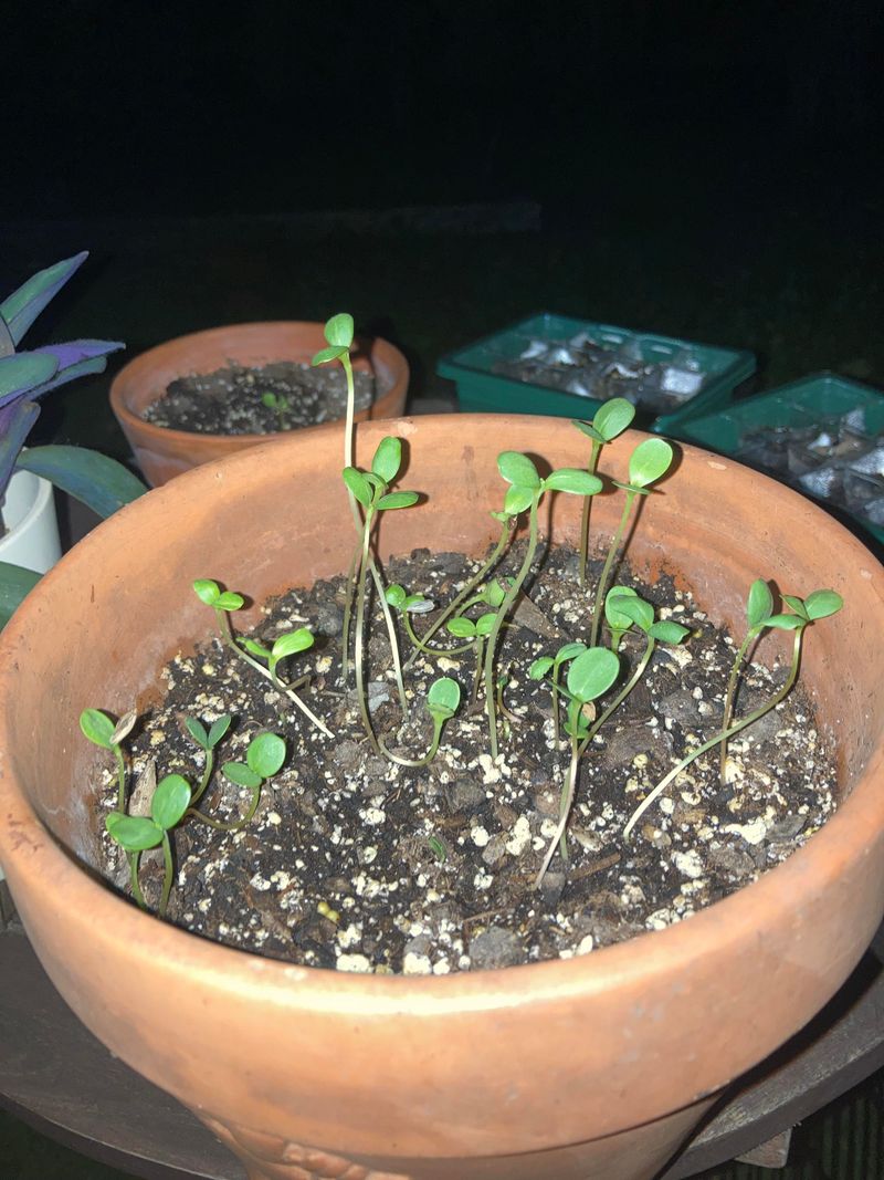 Planting Too Early