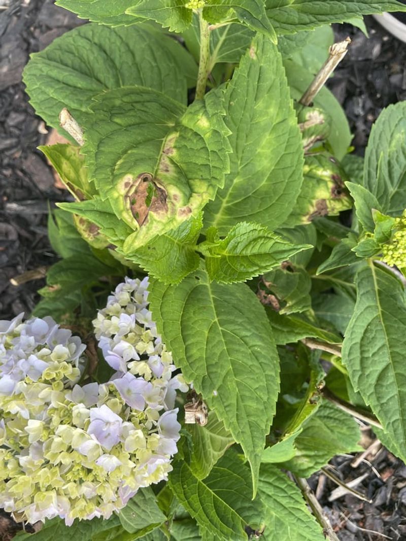 Hydrangeas