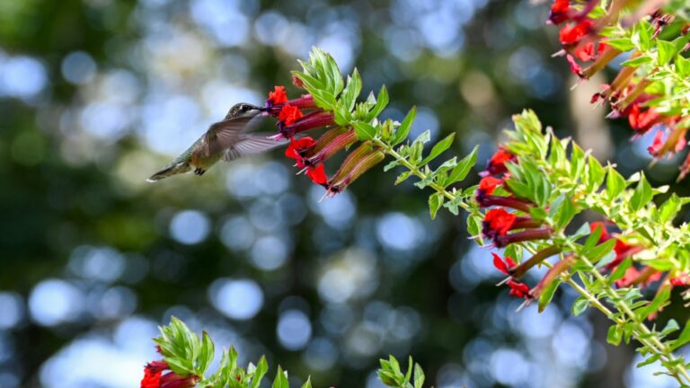 hummingbird feeds on a bat-faced cuphea flower