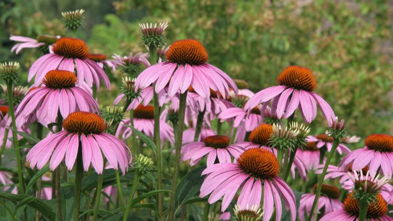 purple coneflowers