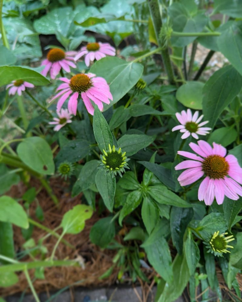 Purple Coneflower (Echinacea purpurea)