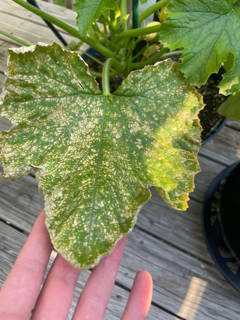 Prune Damaged Leaves