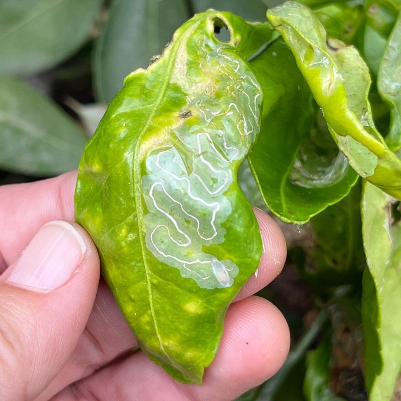 Monitor and Treat Pests Early