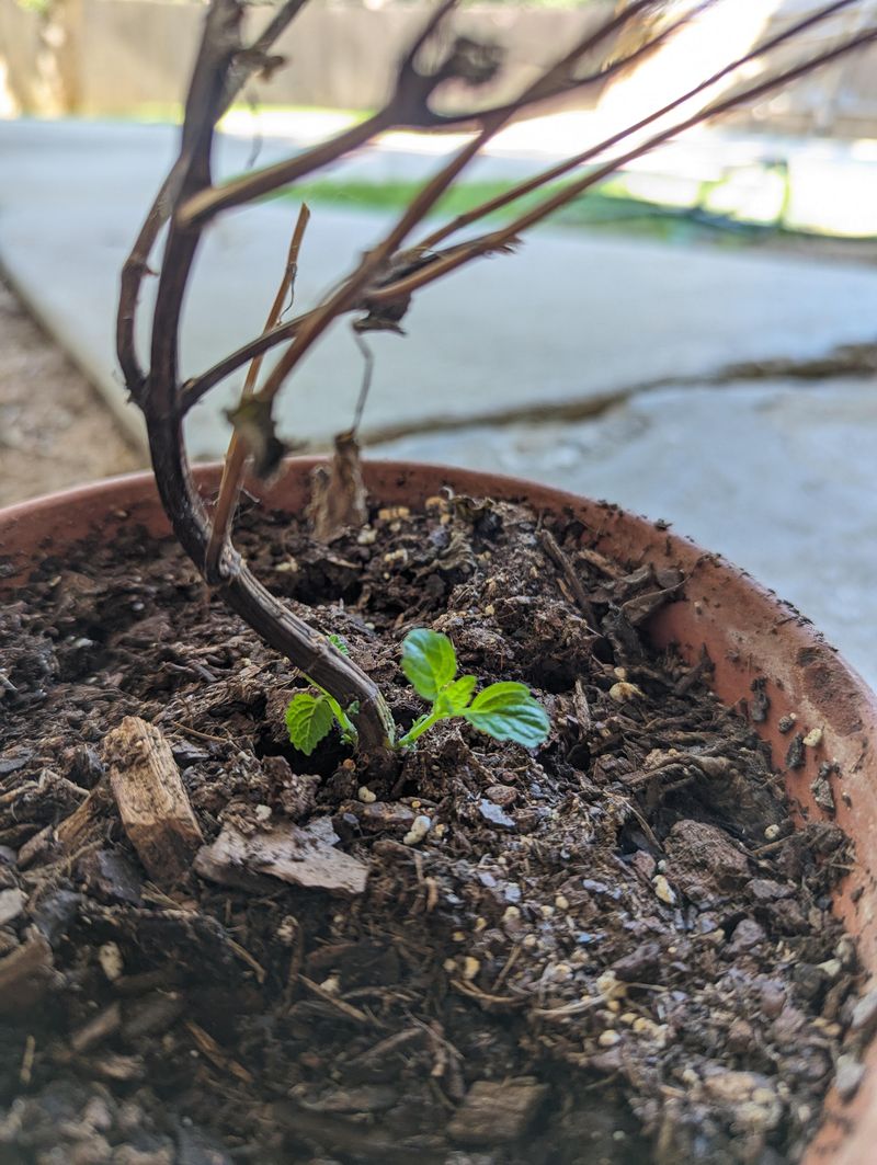 Harden Off Seedlings Before Transplanting