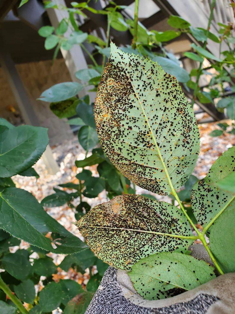 Prune Affected Leaves Immediately