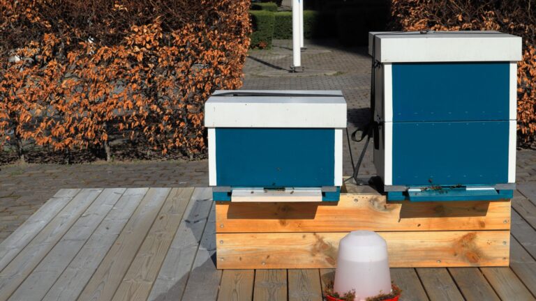 bee hives