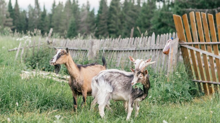 goats in backyard