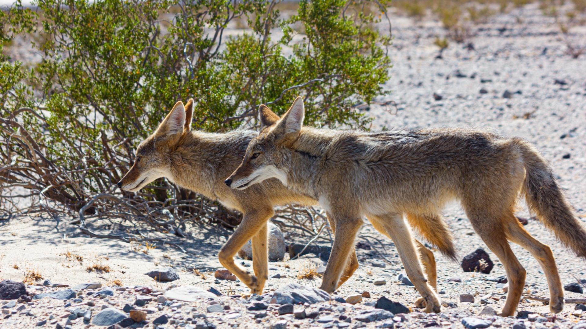 Things You Should Do If A Coyote Shows Up In Your Arizona Yard (And 3 You Absolutely Shouldn’t)