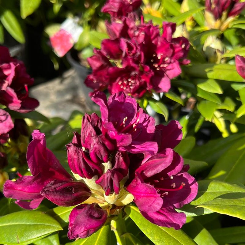 Struggling Rhododendrons