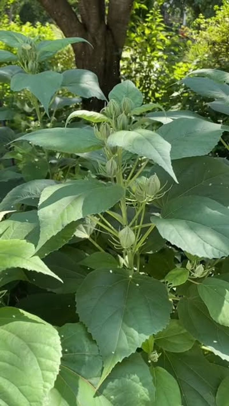 Stressed Plants Become Vulnerable