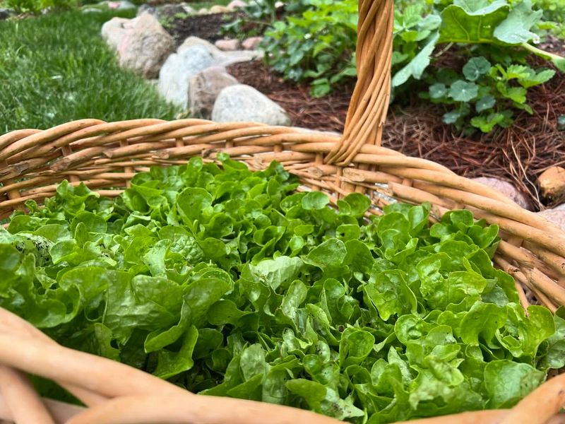 Lettuce and Radish Speed Combo