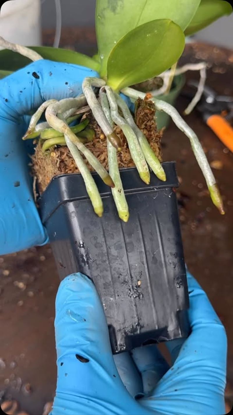Wrong Potting Time