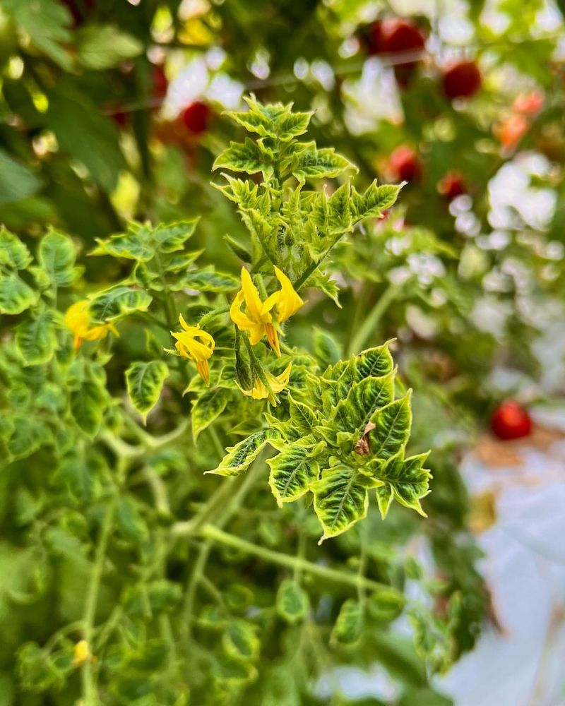 Tomato Yellow Leaf Curl Virus