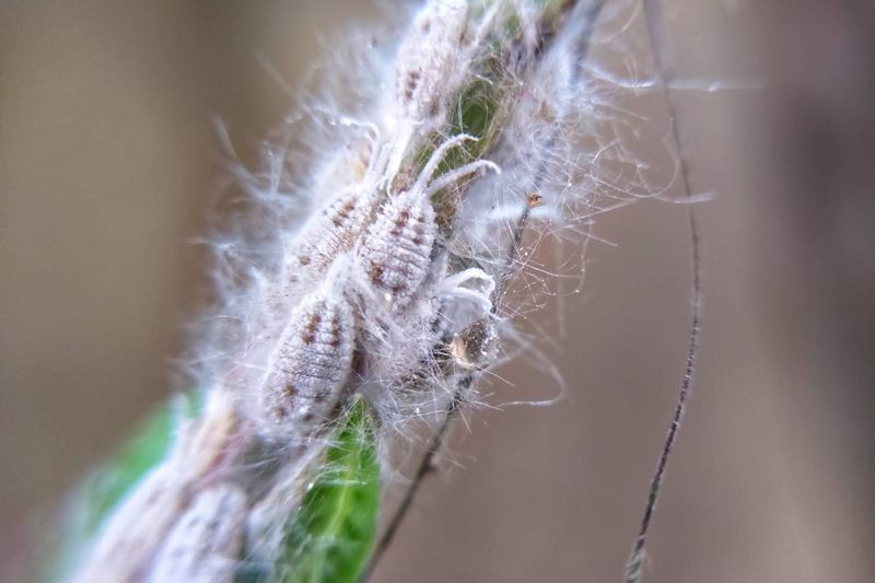 Mealybugs: The Cotton-Covered Thieves