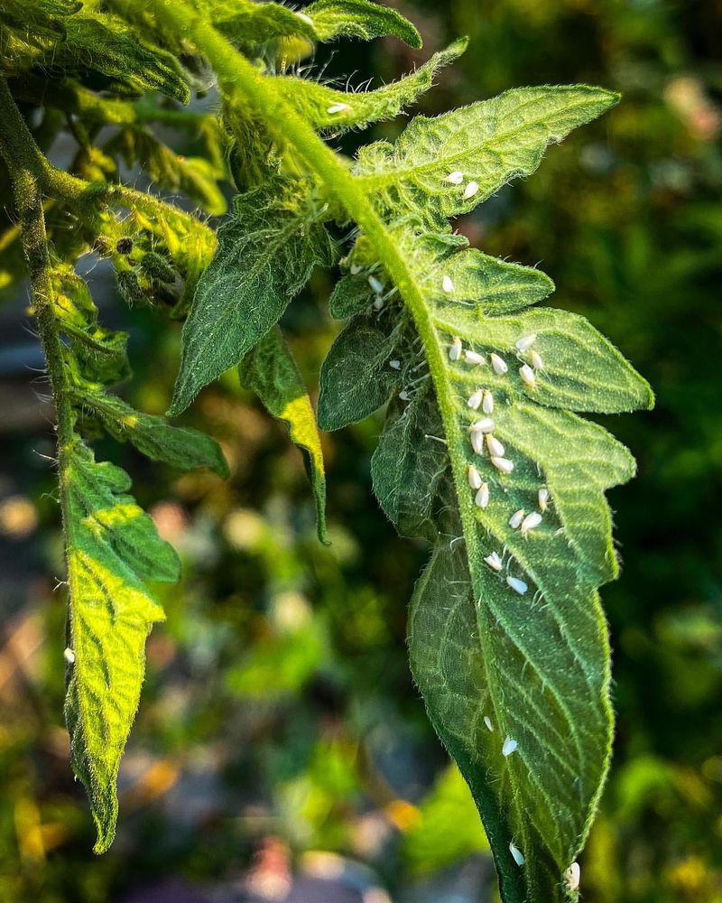 Whiteflies