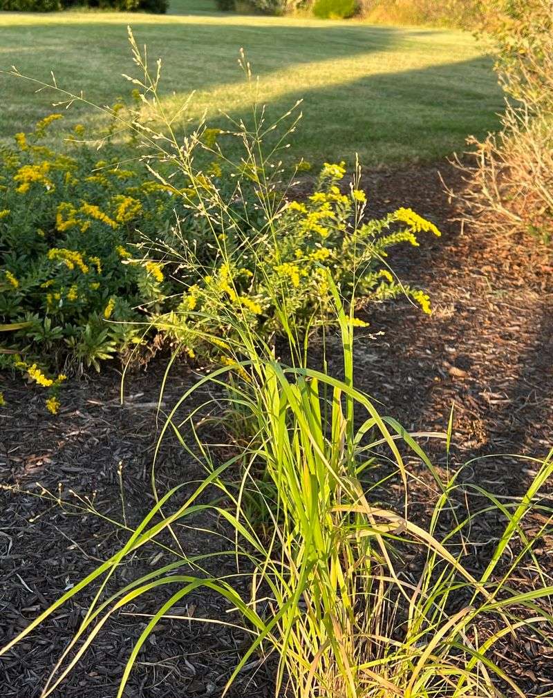 Switchgrass