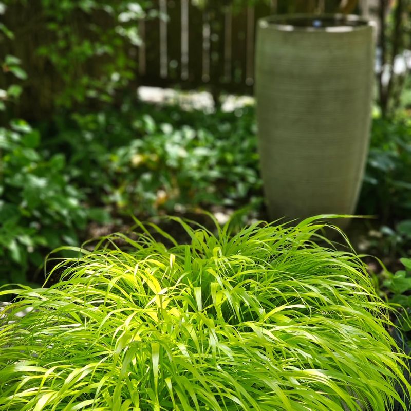 Japanese Forest Grass