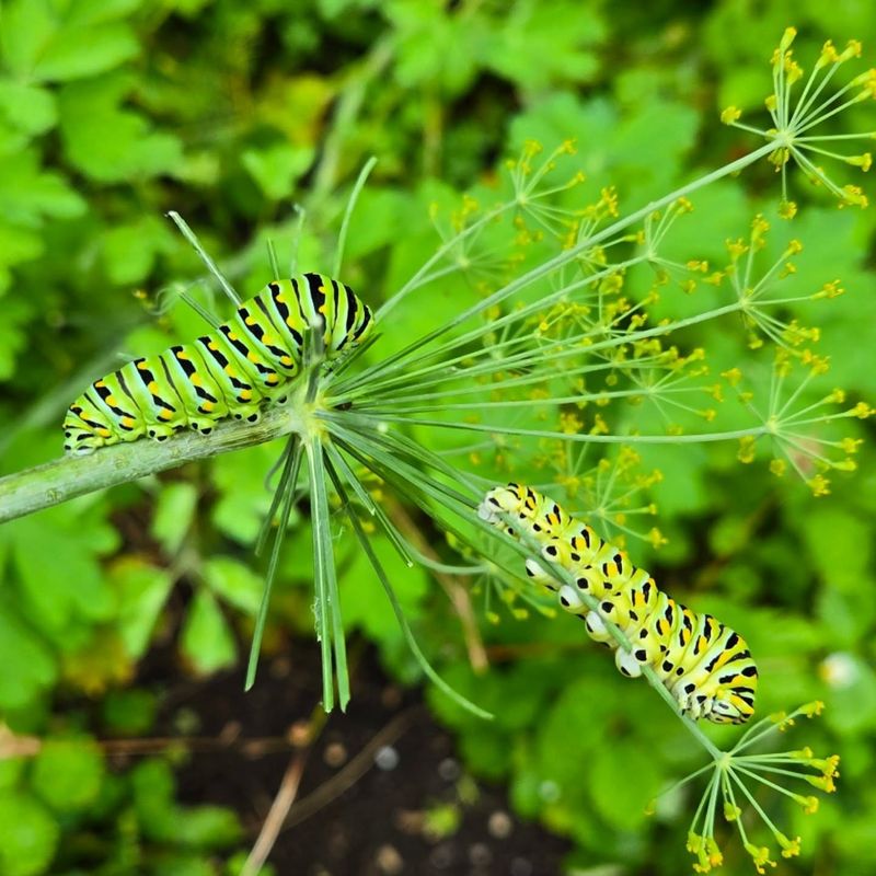 Dill