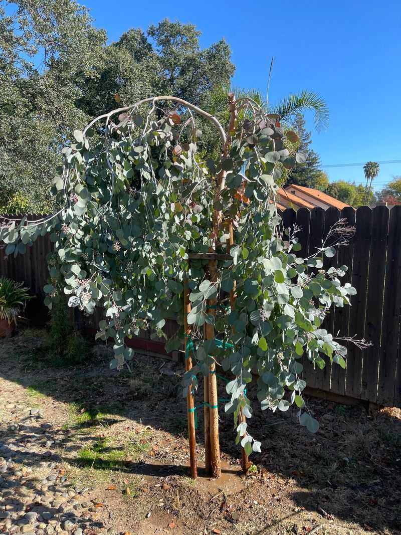 Eucalyptus: Powerful Tick Deterrent