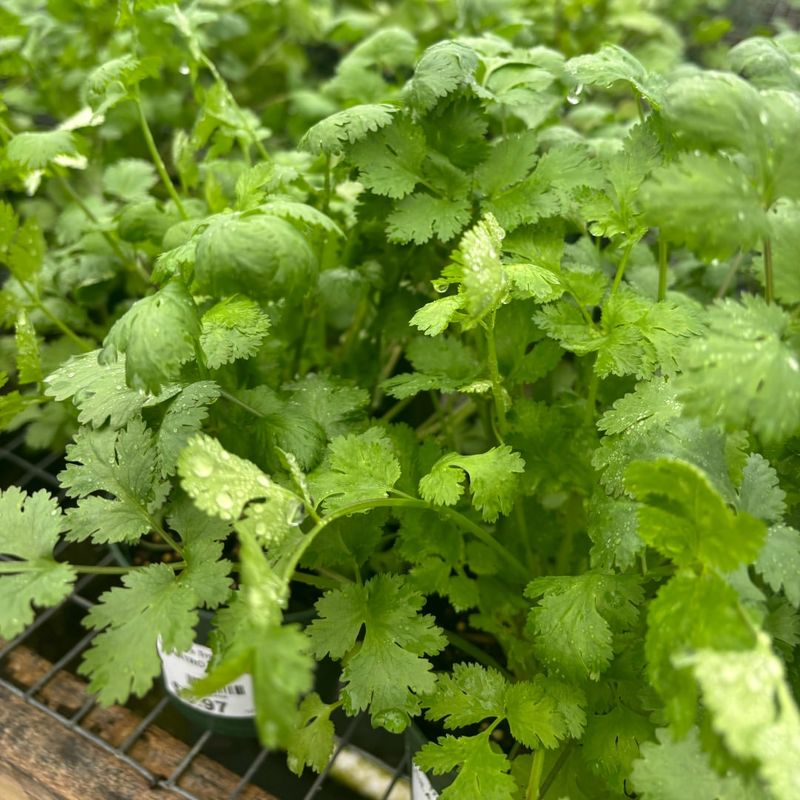 Cilantro: The Love-It-Or-Hate-It Herb