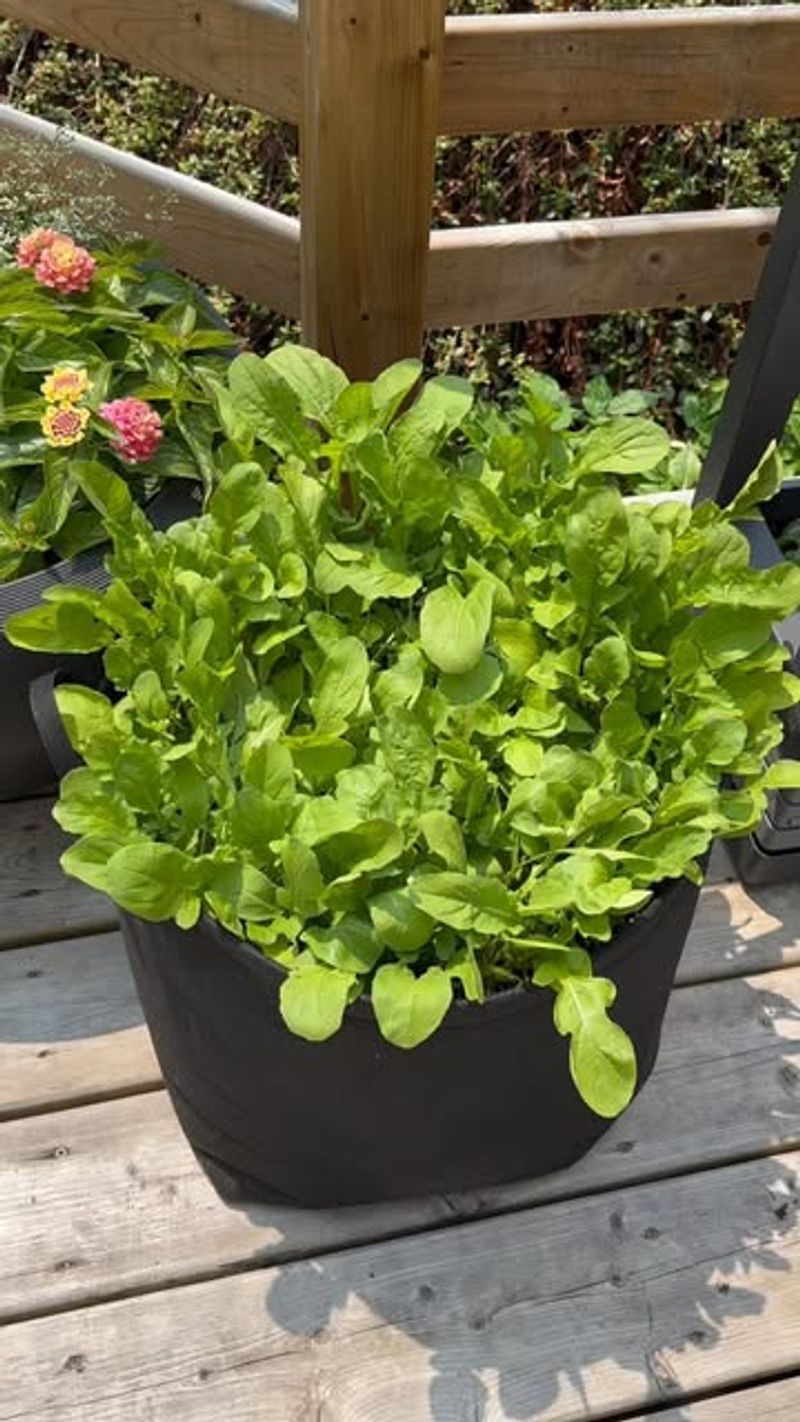 Arugula