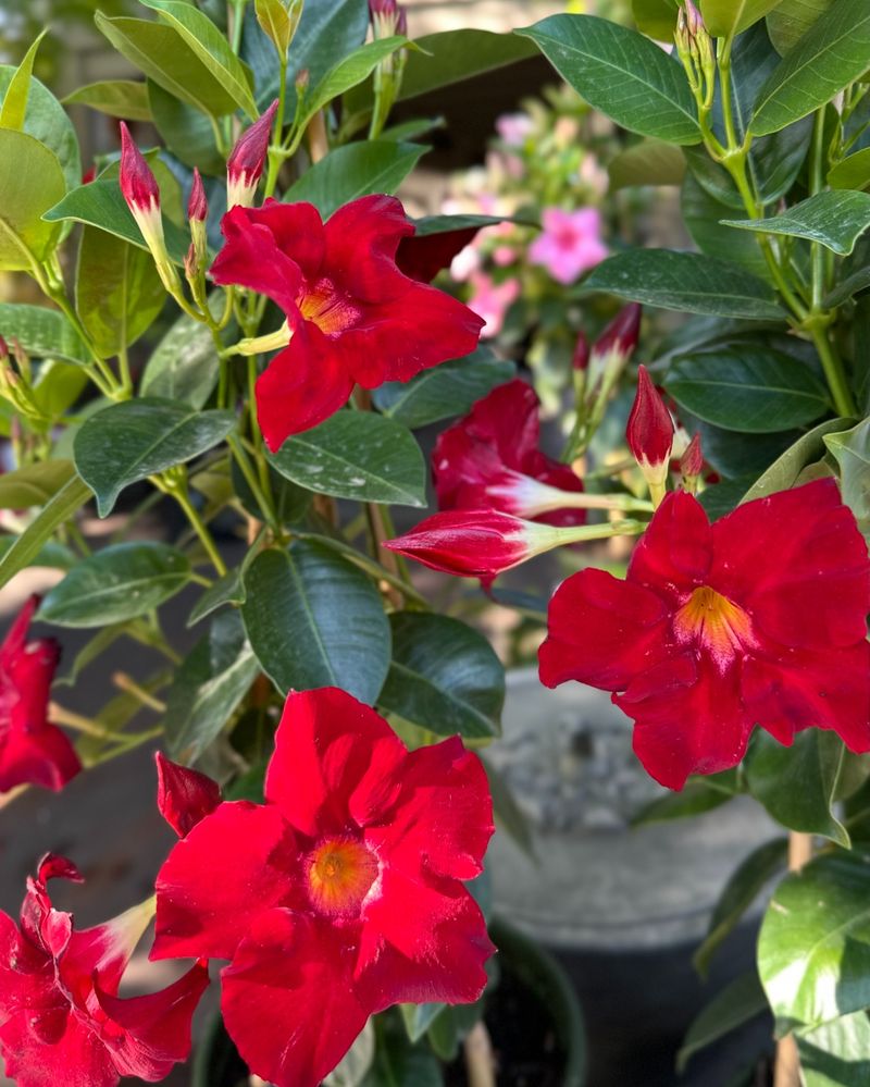 Mandevilla