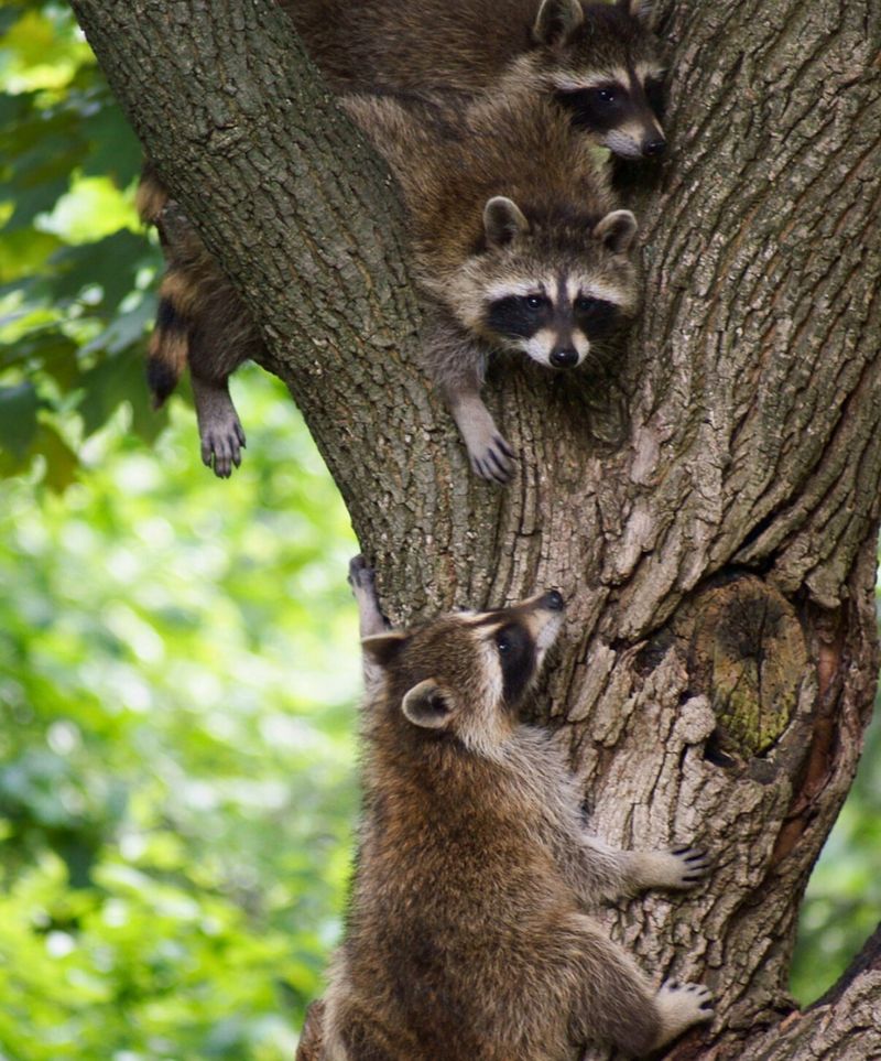 Tree Health Indicators