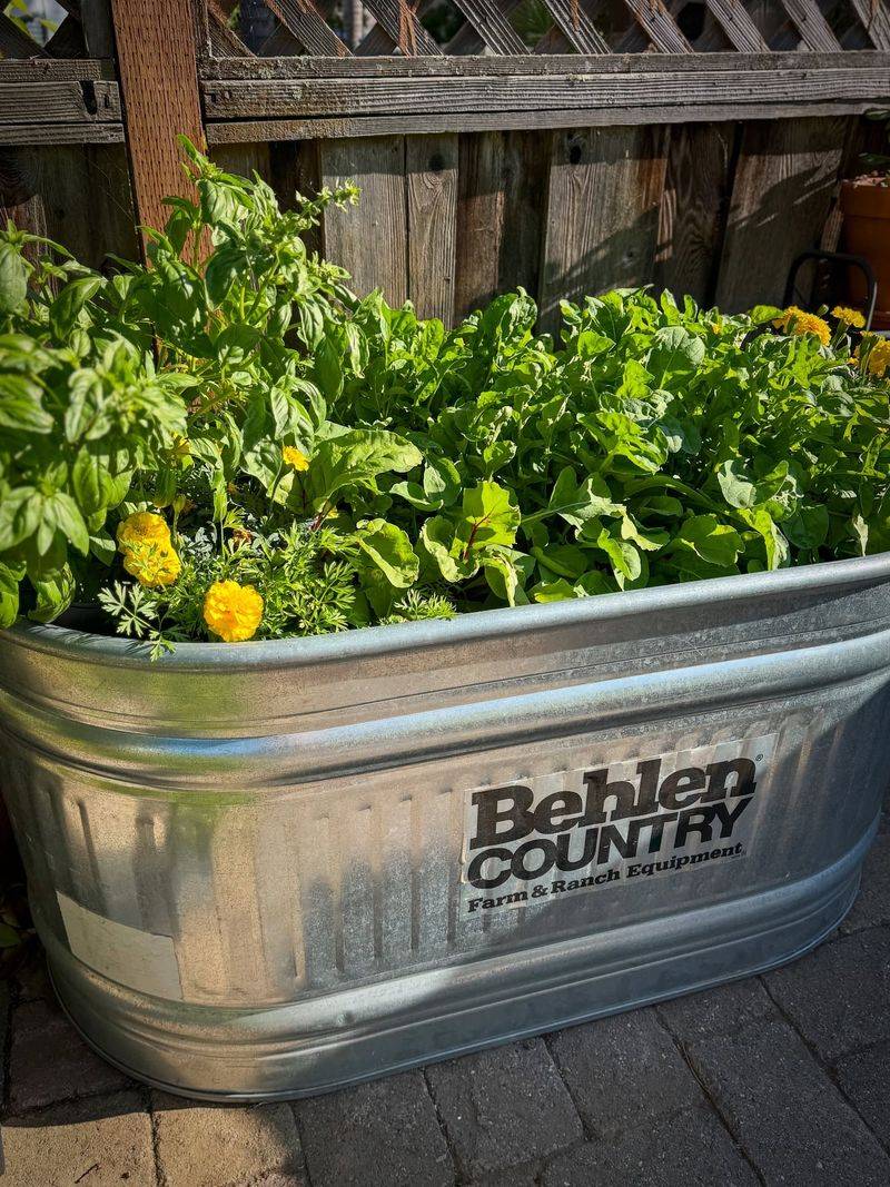 Windowbox Salad Gardens