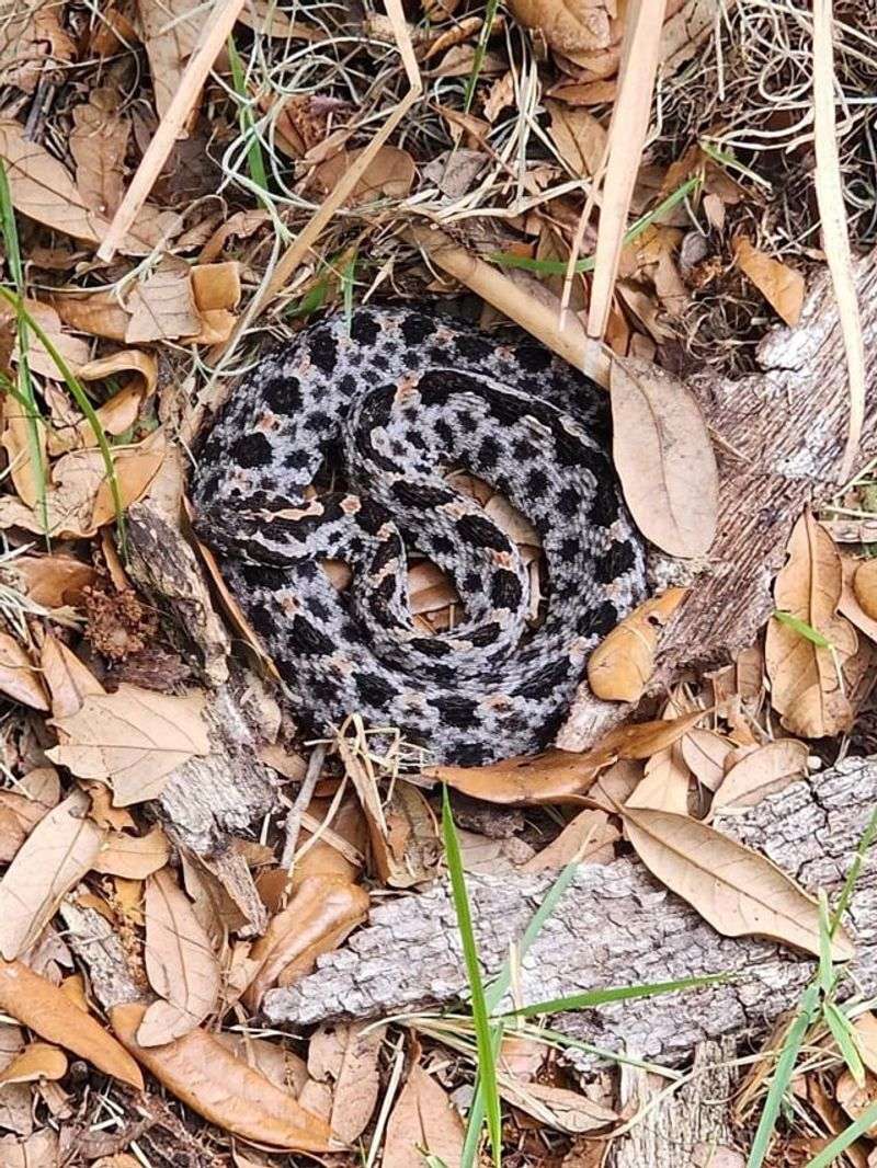 Pygmy Rattlesnake