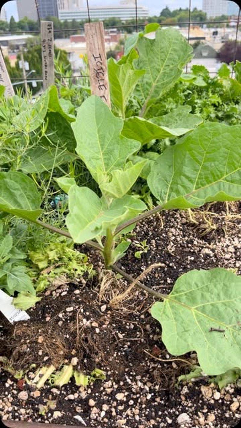 Avoid Over-Fertilizing