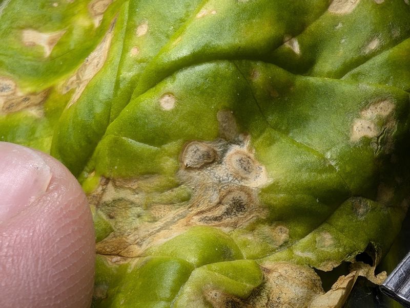 Fungal Leaf Spot Diseases