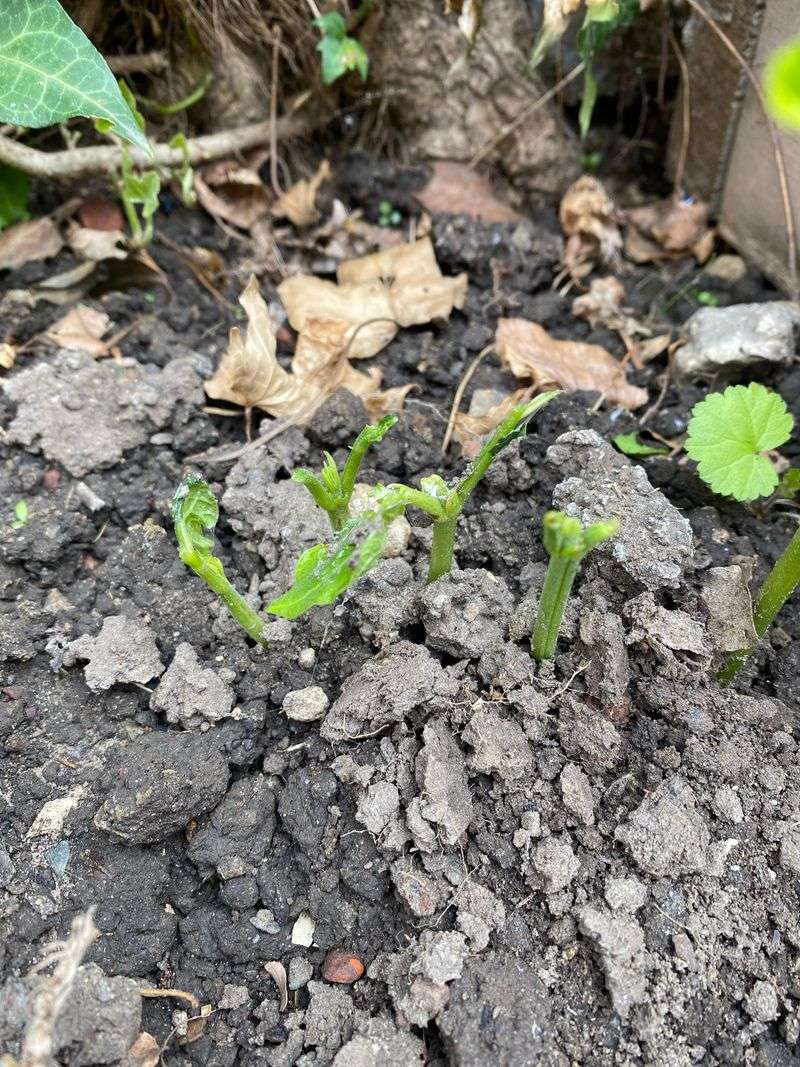 Slug Deterrent Border
