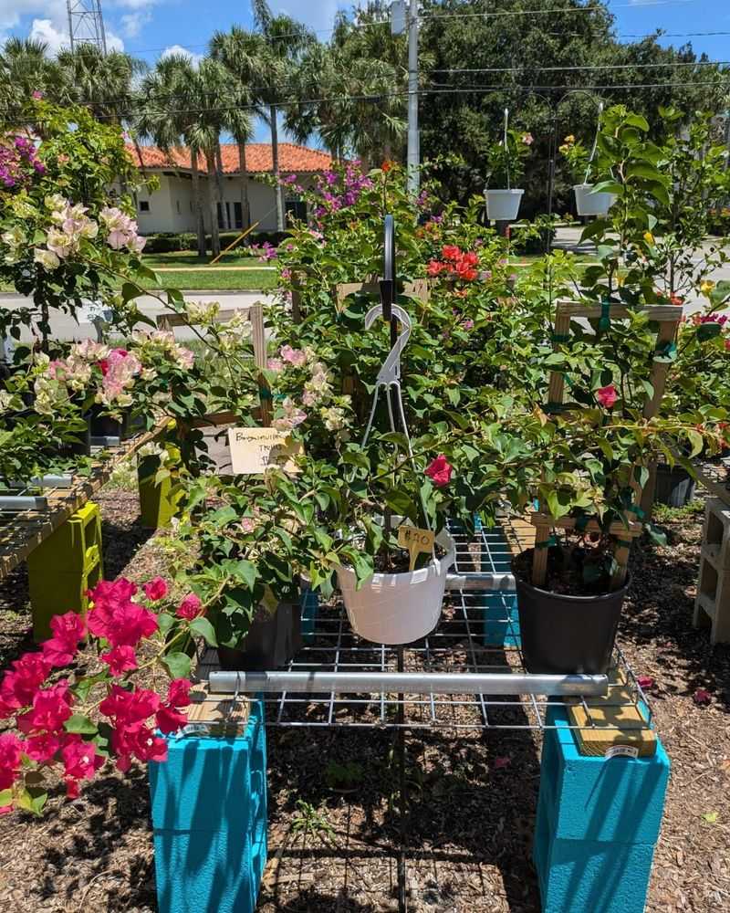 Hanging Branch Trellis