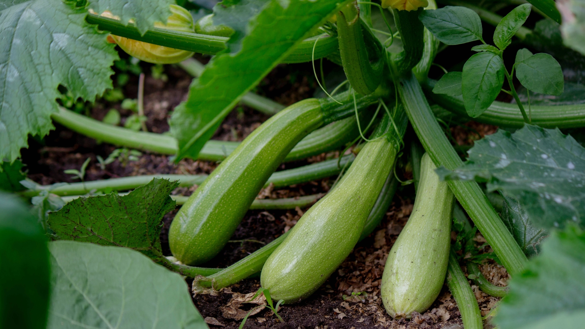 Tips For Better Zucchini Pollination In Georgia (And How Many Plants You Actually Need)