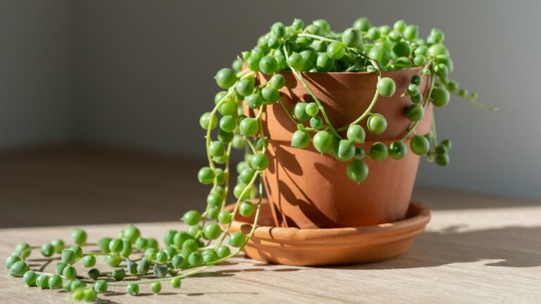string of pearls
