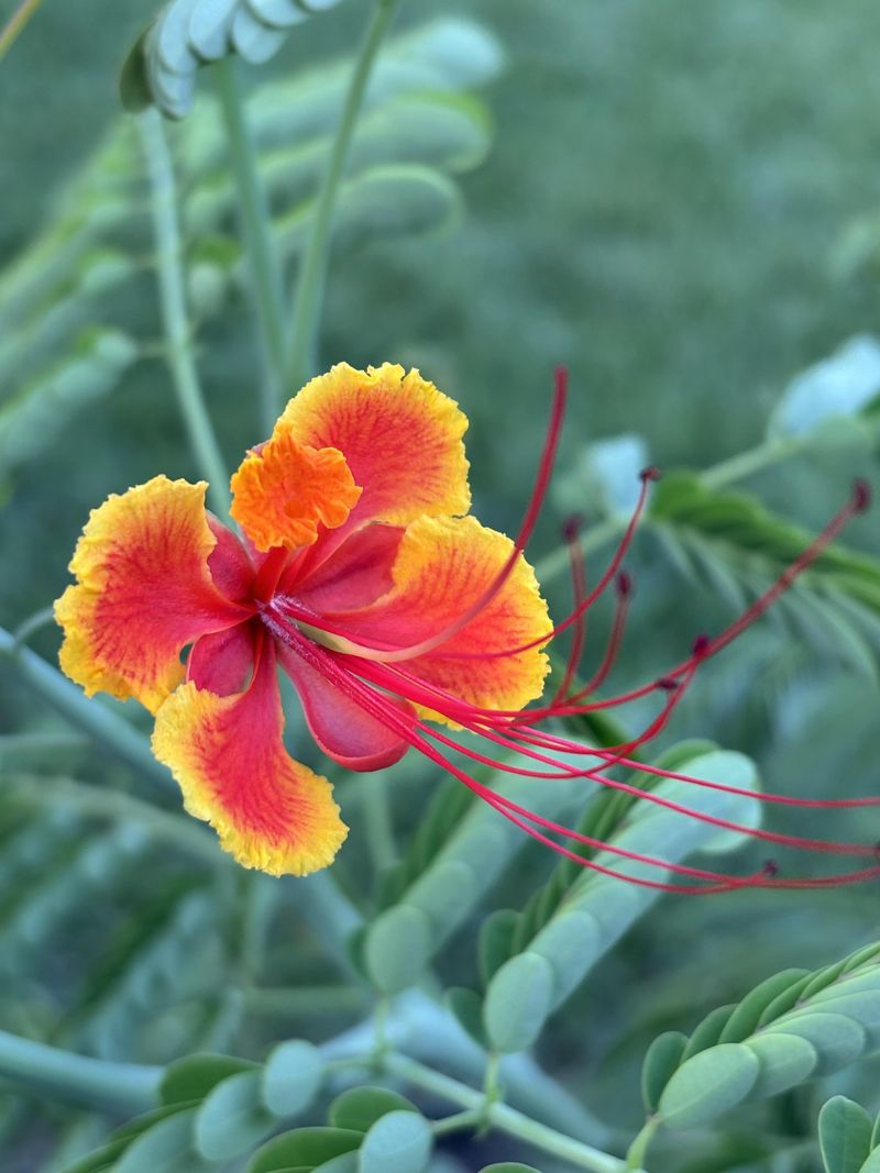 Pride Of Barbados