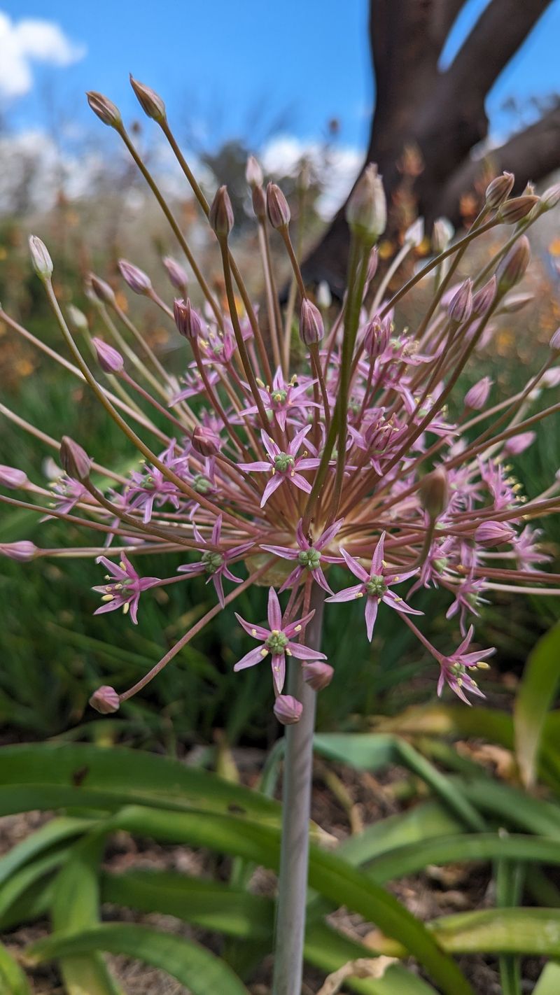 Allium Schubertii: The Firework Flower