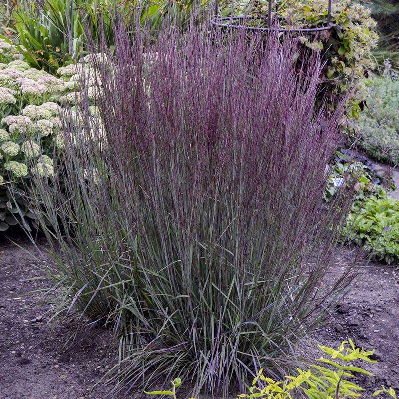 Russian Sage