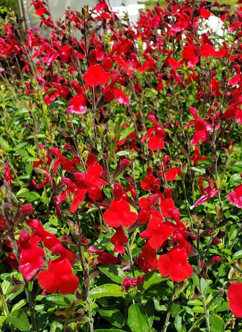 Autumn Sage