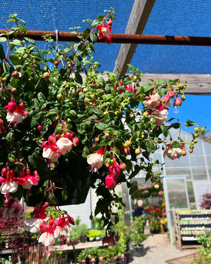 Fuchsia