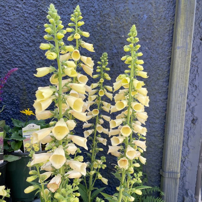 Foxglove: Vertical Drama For Dappled Light