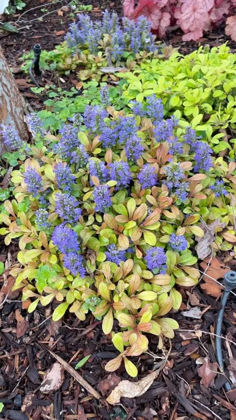 Ajuga For Ground Coverage