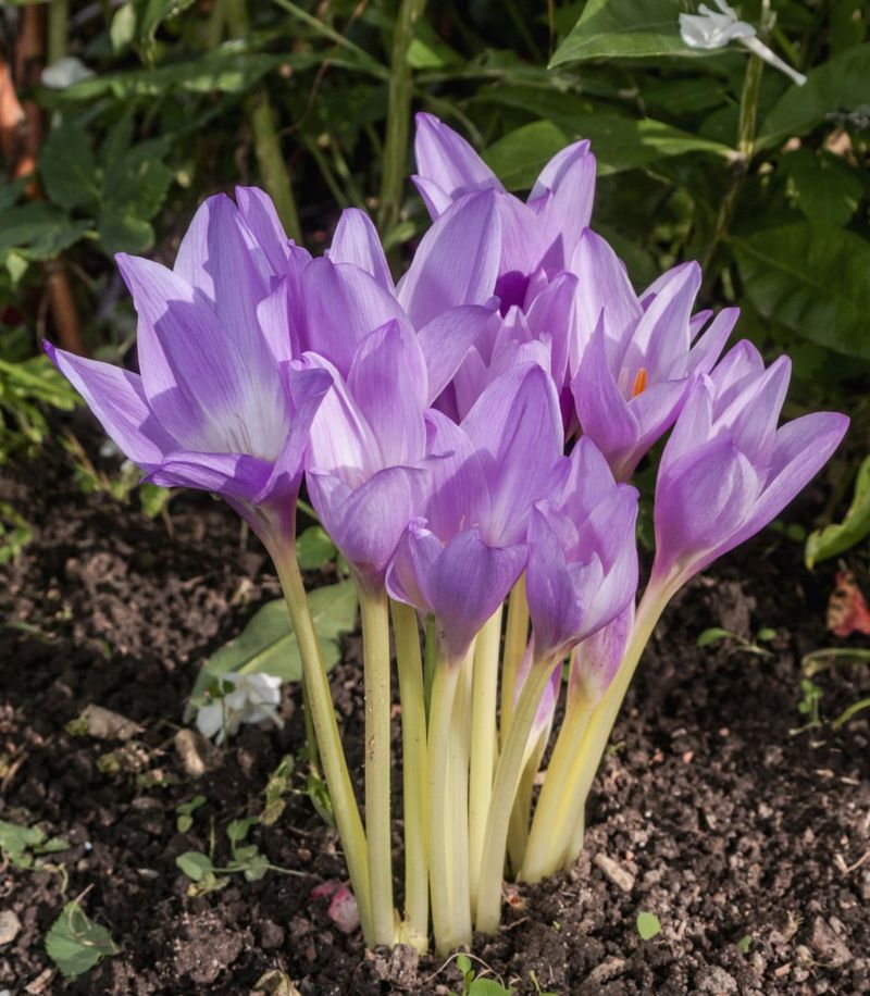 Autumn Crocus