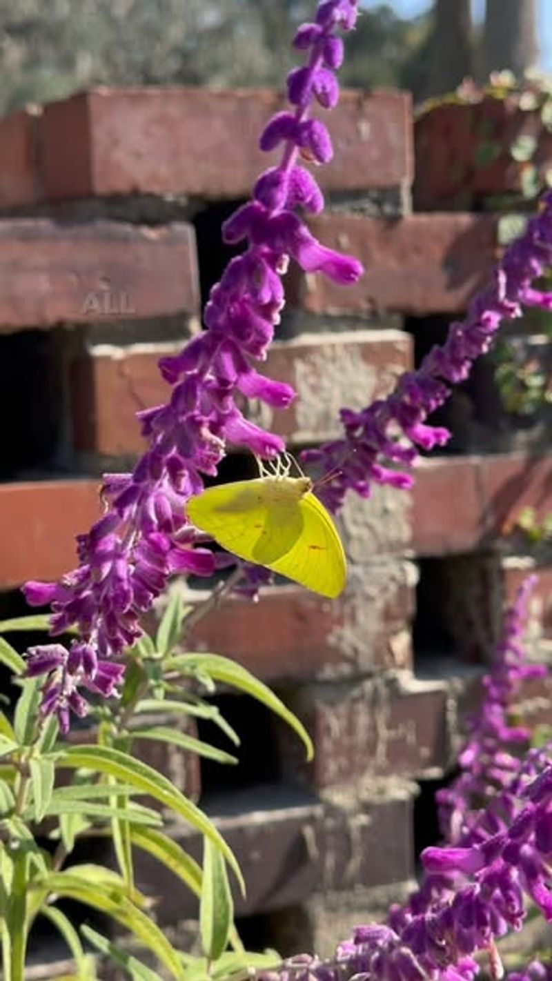 Mexican Bush Sage