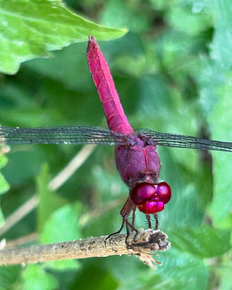 Dragonflies