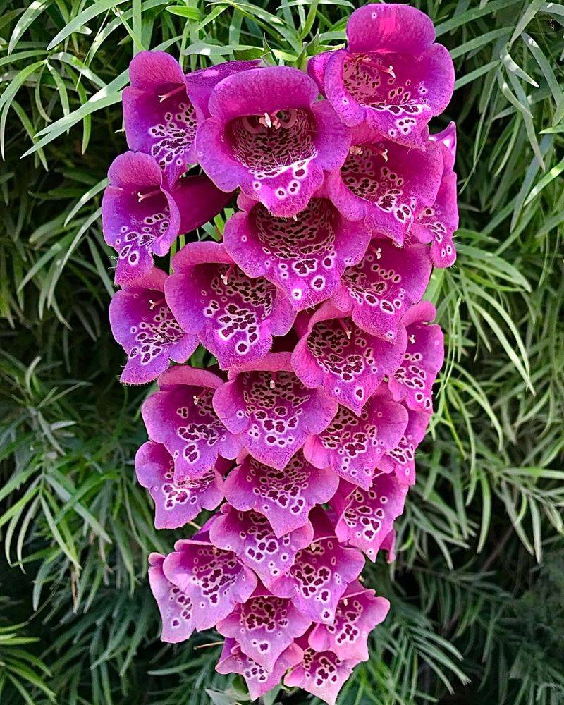 Foxglove: The Plant That Steadies Hearts