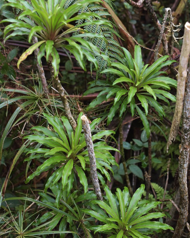 Cyanea superba (Hawaiian Lobelioid)