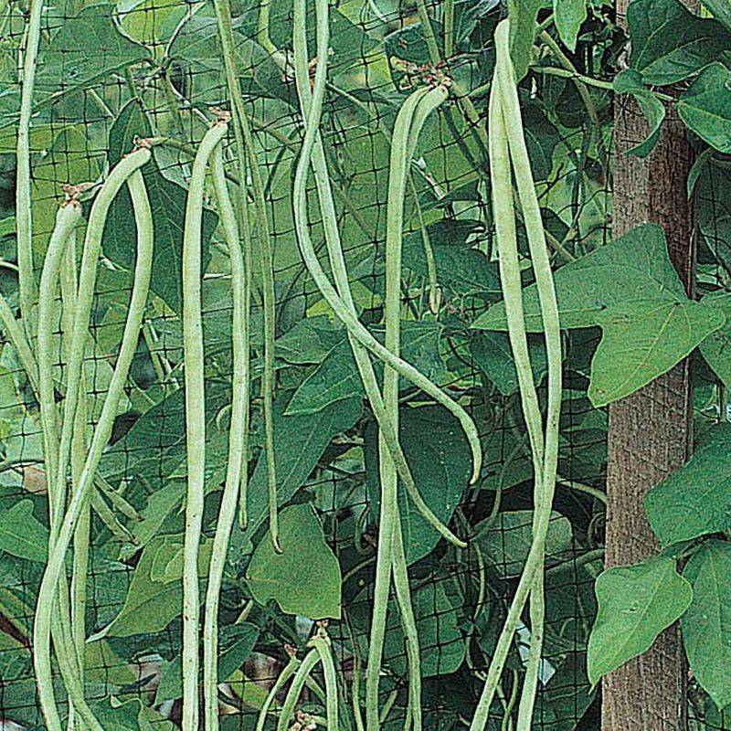Asparagus Beans