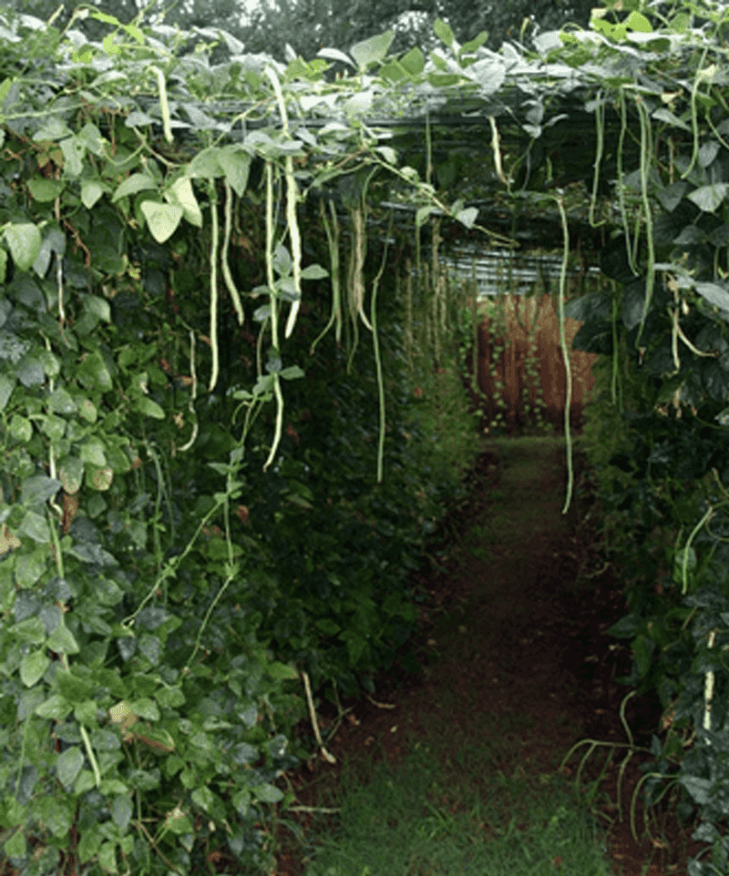 Yard-Long Beans