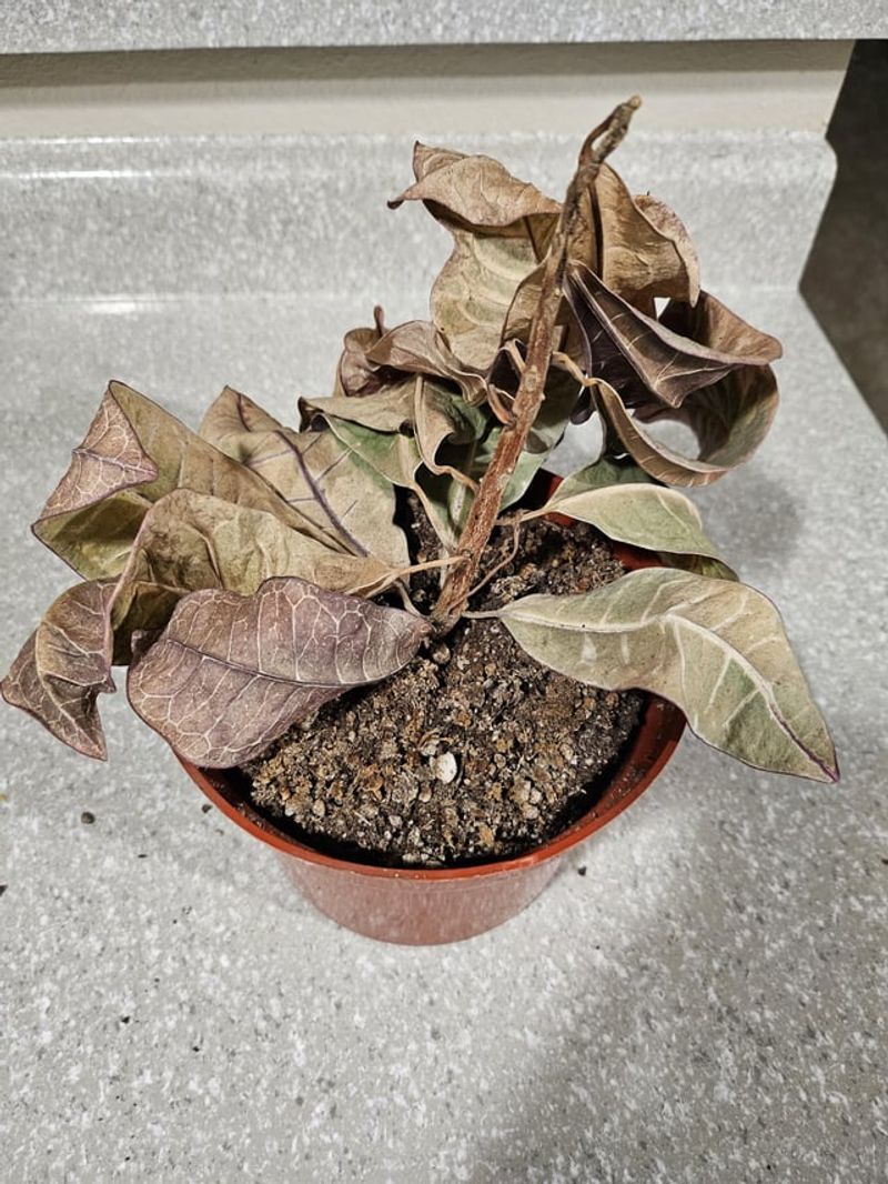 Houseplant Revival Station